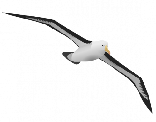 albatross fly high clipart